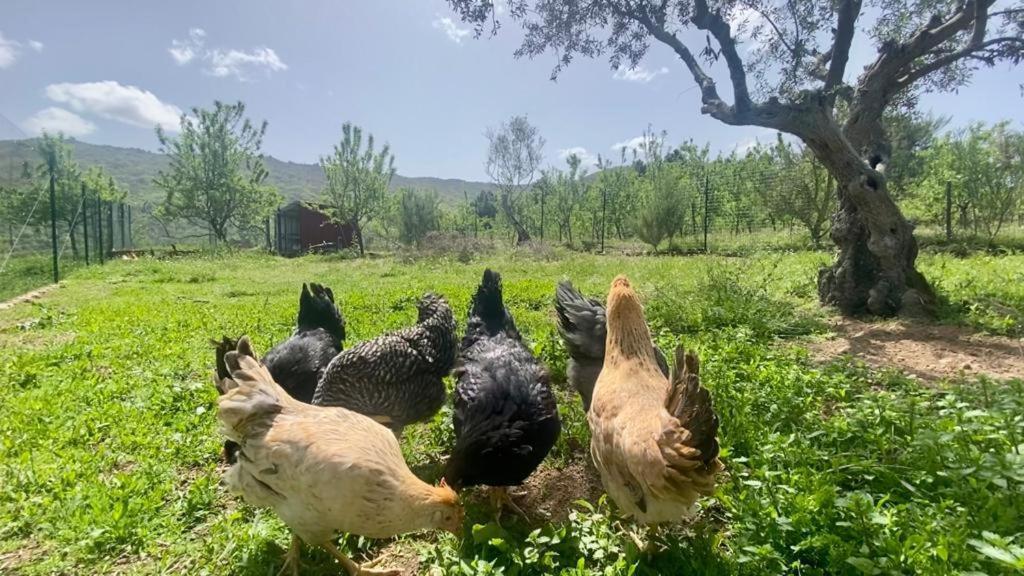 Special Farmstay, Faia-guarda Faia